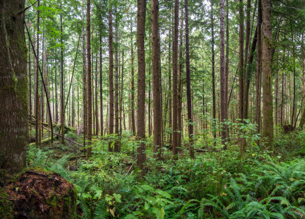 Modern, scientific forestry is sustainable and renewable - Hampton Lumber